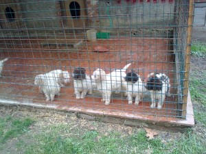 incontrare nuovi amici wikihow