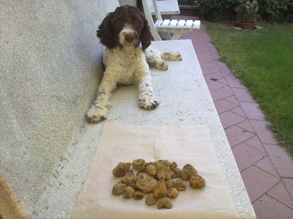 Lauro Trova I Tartufi Con Lauro