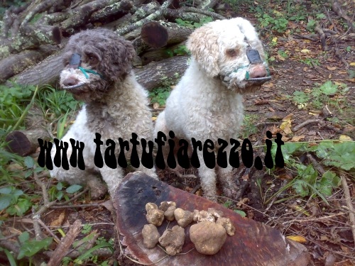 BENVENUTI - Lagotto Romagnolo