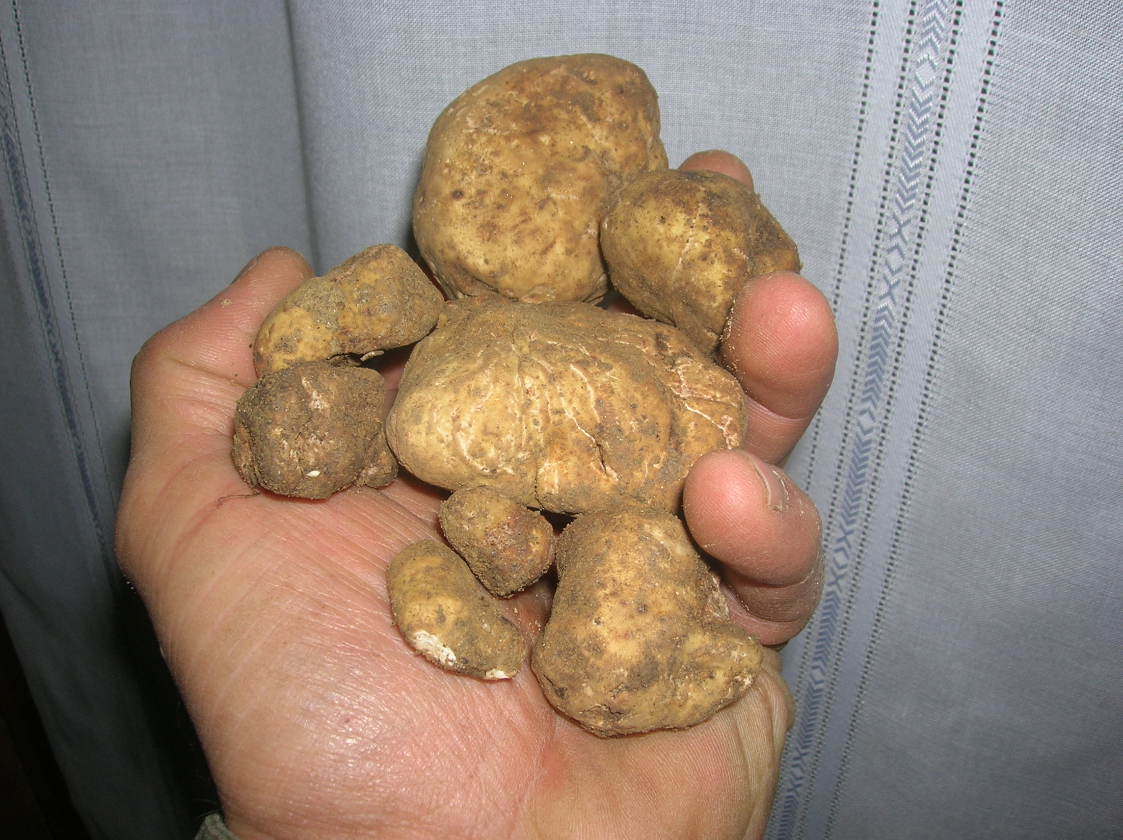 TARTUFO BIANCO PREGIATO